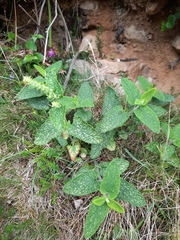 Teucrium scorodonia