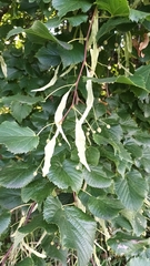 Tilia euchlora