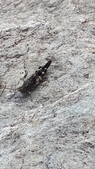 Oedipoda germanica