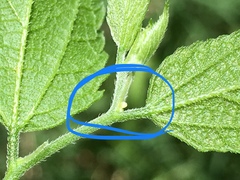 Libytheana carinenta