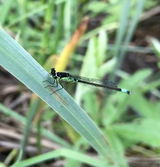 Coenagrion armatum