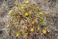 Carlina hispanica