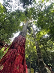Parashorea