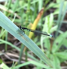 Coenagrion armatum