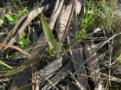 Caladenia toxochila