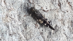 Oedipoda germanica
