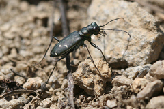 Cicindela depressula depressula