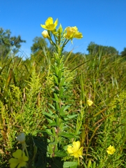 Oenothera