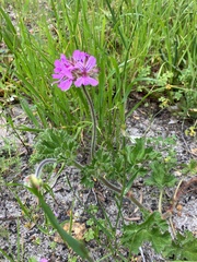 Pelargonium capitatum