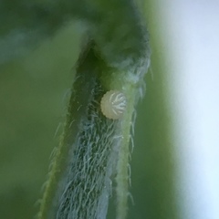 Libytheana carinenta