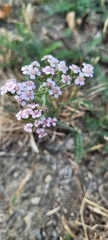 Achillea millefolium