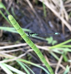 Coenagrion armatum