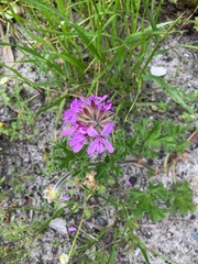 Pelargonium capitatum