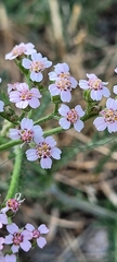 Achillea millefolium