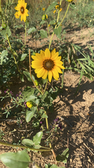 Helianthus petiolaris