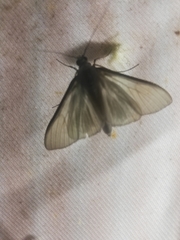 Palpita