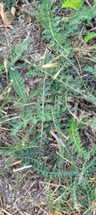 Achillea millefolium