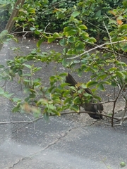 Pycnonotus cafer
