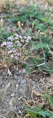 Achillea millefolium