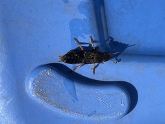 Platydracus maculosus