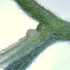 Libytheana carinenta