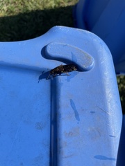 Platydracus maculosus