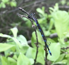 Coenagrion pulchellum