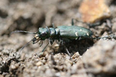 Cicindela depressula depressula