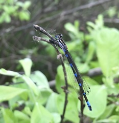 Coenagrion pulchellum