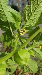 Physalis grisea