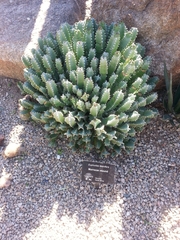 Euphorbia resinifera