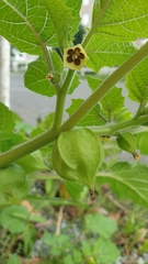 Physalis grisea