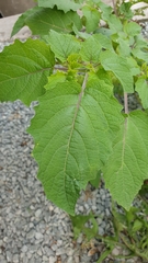 Physalis grisea