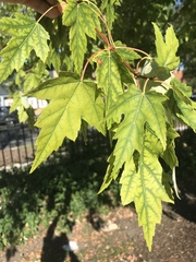 Acer saccharinum
