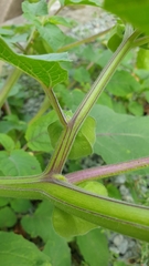 Physalis grisea