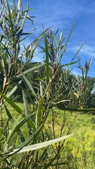 Salix interior
