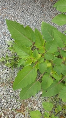 Physalis grisea