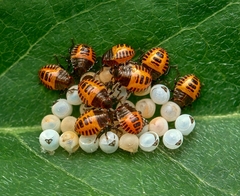 Halyomorpha halys