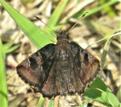 Eretis umbra umbra