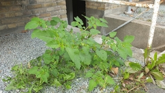 Physalis grisea