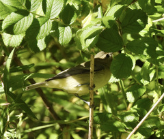 Vireo philadelphicus