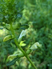 Pedicularis lanceolata