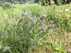 Echium