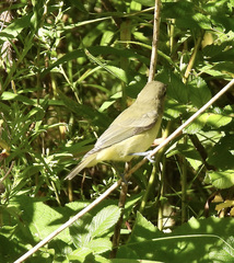 Vireo philadelphicus