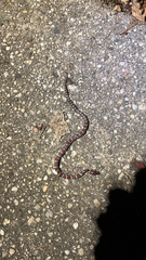 Lampropeltis triangulum