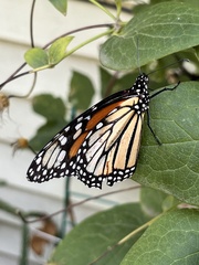 Danaus plexippus