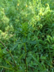 Pedicularis lanceolata