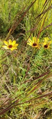 Bidens polylepis