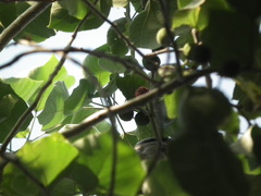 Broussonetia papyrifera