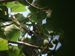 Streptopelia orientalis